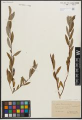 Foto von Salix purpurea L. x Salix repens L.